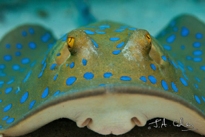 Blue Spotted Stingray by Julian Cohen 